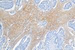 COL3A1 Antibody in Immunohistochemistry (Paraffin) (IHC (P))