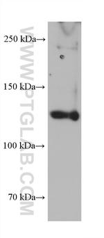 COL3A1 Antibody in Western Blot (WB)