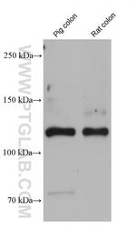 COL3A1 Antibody in Western Blot (WB)