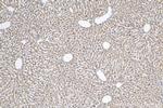 MTHFD1L Antibody in Immunohistochemistry (Paraffin) (IHC (P))