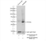 SH3GLB2 Antibody in Immunoprecipitation (IP)