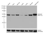 SH3GLB2 Antibody in Western Blot (WB)