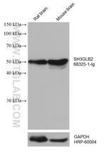 SH3GLB2 Antibody in Western Blot (WB)