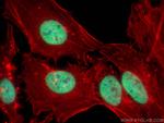 Histone H3 Antibody in Immunocytochemistry (ICC/IF)