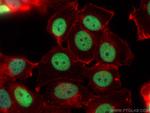 Histone H3 Antibody in Immunocytochemistry (ICC/IF)