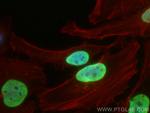 Histone H3 Antibody in Immunocytochemistry (ICC/IF)