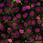 Histone H3 Antibody in Immunocytochemistry (ICC/IF)