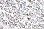 Histone H3 Antibody in Immunohistochemistry (Paraffin) (IHC (P))