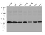 Histone H3 Antibody in Western Blot (WB)