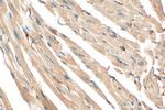 ATPAF2 Antibody in Immunohistochemistry (Paraffin) (IHC (P))