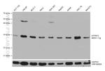 ATPAF2 Antibody in Western Blot (WB)