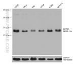 MCTS1 Antibody in Western Blot (WB)