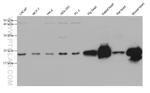 NDUFB7 Antibody in Western Blot (WB)