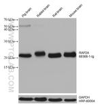 RAP2A Antibody in Western Blot (WB)