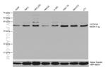 CCDC50 Antibody in Western Blot (WB)