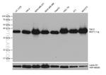 TBCC Antibody in Western Blot (WB)