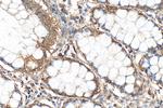 ARPM1 Antibody in Immunohistochemistry (Paraffin) (IHC (P))