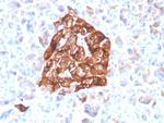 Synaptophysin Antibody in Immunohistochemistry (Paraffin) (IHC (P))