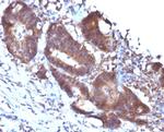 Transgelin (SM22-alpha) Antibody in Immunohistochemistry (Paraffin) (IHC (P))