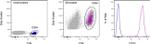 CD25 Antibody