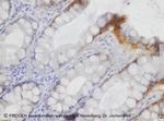 Desmoglein 1/2 Antibody in Immunohistochemistry (Paraffin) (IHC (P))