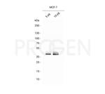 Cytokeratin 19 Antibody in Western Blot (WB)