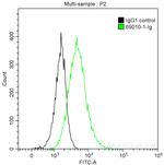 Noggin Antibody in Flow Cytometry (Flow)