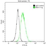 BMP-7 Antibody in Flow Cytometry (Flow)