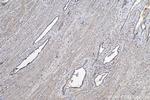 TGF beta 1 Antibody in Immunohistochemistry (Paraffin) (IHC (P))