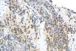 IL-10 Antibody in Immunohistochemistry (Paraffin) (IHC (P))