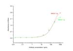 SCF Antibody in ELISA (ELISA)