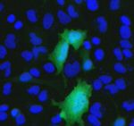 6x-His Tag Antibody in Immunocytochemistry (ICC/IF)