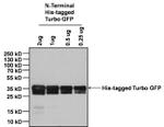 6x-His Tag Antibody in Western Blot (WB)