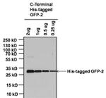 6x-His Tag Antibody in Western Blot (WB)