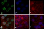 Phospho-ERK1/ERK2 (Thr185, Tyr187) Antibody in Immunocytochemistry (ICC/IF)