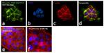 Phospho-FAK (Tyr576) Antibody in Immunocytochemistry (ICC/IF)