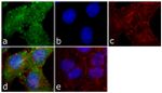 Phospho-FAK (Tyr576) Antibody in Immunocytochemistry (ICC/IF)