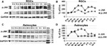 Phospho-JNK1/JNK2 (Thr183, Tyr185) Antibody in Western Blot (WB)