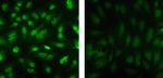 Phospho-JNK1/JNK2 (Thr183, Tyr185) Antibody in Immunocytochemistry (ICC/IF)