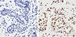 Phospho-JNK1/JNK2 (Thr183, Tyr185) Antibody in Immunohistochemistry (Paraffin) (IHC (P))