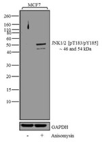 Phospho-JNK1/JNK2 (Thr183, Tyr185) Antibody in Western Blot (WB)