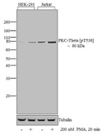 Phospho-PKC theta (Thr538) Antibody