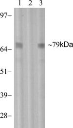 Phospho-PKC theta (Thr538) Antibody in Western Blot (WB)