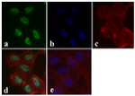 Phospho-SMAD1/SMAD5 (Ser463, Ser465) Antibody in Immunocytochemistry (ICC/IF)