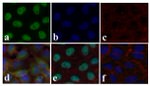 SMAD2 Antibody