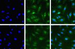 T-bet Antibody in Immunocytochemistry (ICC/IF)