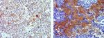 T-bet Antibody in Immunohistochemistry (Paraffin) (IHC (P))