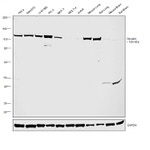 Vinculin Antibody