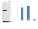 TRAF3 Antibody in Western Blot (WB)