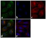 TRAF3 Antibody in Immunocytochemistry (ICC/IF)